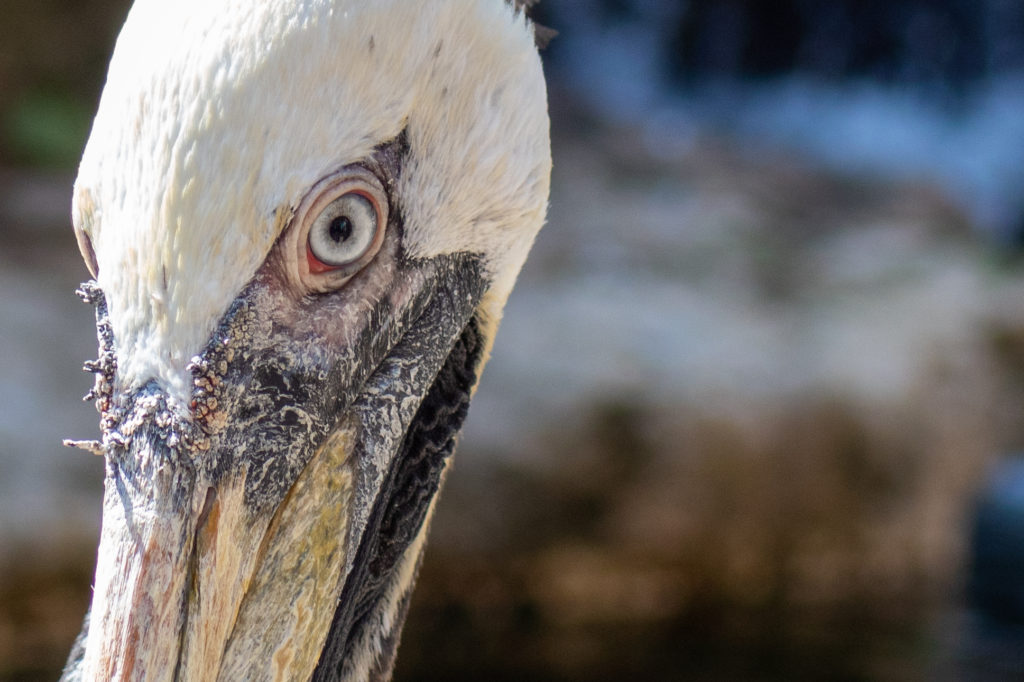 Pelican thage